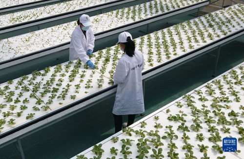 智慧菜園子 生物科技讓蔬菜長在墻上，好吃又時尚